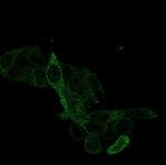 PRMT7 Antibody in Immunocytochemistry (ICC/IF)