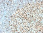 OCT-2 (POU2F2) Antibody in Immunohistochemistry (Paraffin) (IHC (P))