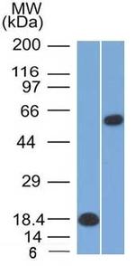 OCT-2 (POU2F2) Antibody in Western Blot (WB)