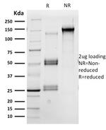 OCT-2 (POU2F2) Antibody in SDS-PAGE (SDS-PAGE)