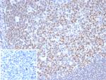 OCT-2 (POU2F2) (B-Cell Marker) Antibody in Immunohistochemistry (Paraffin) (IHC (P))