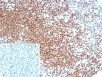 OCT-4 (POU5F1) (Germ Cell Tumor Marker) Antibody in Immunohistochemistry (Paraffin) (IHC (P))