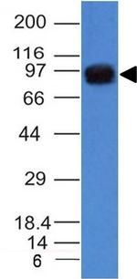 UACA/Nucling Antibody in Western Blot (WB)