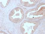 Calcineurin B/PPP3R1 Antibody in Immunohistochemistry (Paraffin) (IHC (P))