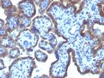 MAML3 (Mastermind Like Transcriptional Coactivator 3) Antibody in Immunohistochemistry (Paraffin) (IHC (P))