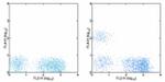 CD19 Antibody in Flow Cytometry (Flow)