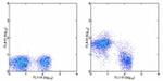 CD38 Antibody in Flow Cytometry (Flow)