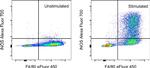 iNOS Antibody in Flow Cytometry (Flow)