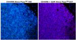 CD45RB Antibody in Immunohistochemistry (Paraffin) (IHC (P))