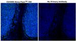 CD45RB Antibody in Immunohistochemistry (Paraffin) (IHC (P))