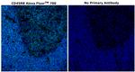 CD45RB Antibody in Immunohistochemistry (Paraffin) (IHC (P))