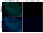 CD45RB Antibody in Immunohistochemistry (Paraffin) (IHC (P))