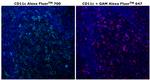 CD11c Antibody in Immunohistochemistry (Paraffin) (IHC (P))