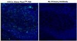 CD11c Antibody in Immunohistochemistry (Paraffin) (IHC (P))