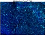 CD11c Antibody in Immunohistochemistry (Paraffin) (IHC (P))