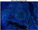 CD11c Antibody in Immunohistochemistry (Paraffin) (IHC (P))