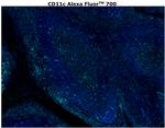 CD11c Antibody in Immunohistochemistry (Paraffin) (IHC (P))