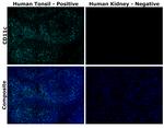 CD11c Antibody in Immunohistochemistry (Paraffin) (IHC (P))