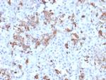 Prolactin (Pituitary Tumor Marker) Antibody in Immunohistochemistry (Paraffin) (IHC (P))