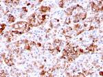 Prolactin Antibody in Immunohistochemistry (Paraffin) (IHC (P))