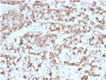 Prolactin (Pituitary Tumor Marker) Antibody in Immunohistochemistry (Paraffin) (IHC (P))