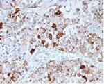 Prolactin (Pituitary Tumor Marker) Antibody in Immunohistochemistry (Paraffin) (IHC (P))