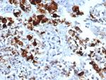 Prolactin (Pituitary Tumor Marker) Antibody in Immunohistochemistry (Paraffin) (IHC (P))