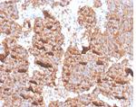 Prolactin (Pituitary Tumor Marker) Antibody in Immunohistochemistry (Paraffin) (IHC (P))