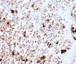 Prolactin (Pituitary Tumor Marker) Antibody in Immunohistochemistry (Paraffin) (IHC (P))