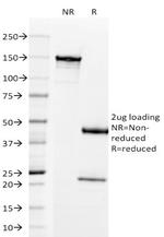 Prolactin Receptor (hPRL Receptor) Antibody in SDS-PAGE (SDS-PAGE)