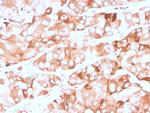 Prolactin Receptor (hPRL Receptor) Antibody in Immunohistochemistry (Paraffin) (IHC (P))