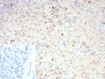 Resistin (RETN) Antibody in Immunohistochemistry (Paraffin) (IHC (P))