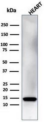 Resistin (RETN) Antibody in Western Blot (WB)