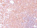 Resistin (RETN) Antibody in Immunohistochemistry (Paraffin) (IHC (P))