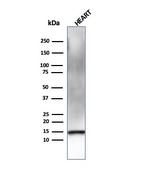 Resistin (RETN) Antibody in Western Blot (WB)