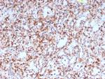 Resistin (RETN) Antibody in Immunohistochemistry (Paraffin) (IHC (P))