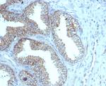 PMEPA1/TMEPAI (Tumor Suppressor Oncoprotein) Antibody in Immunohistochemistry (Paraffin) (IHC (P))