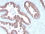 PMEPA1/TMEPAI (Tumor Suppressor Oncoprotein) Antibody in Immunohistochemistry (Paraffin) (IHC (P))