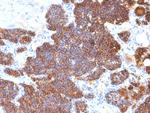 Parathyroid Hormone (PTH) Antibody in Immunohistochemistry (Paraffin) (IHC (P))