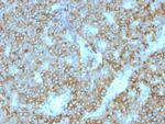 Parathyroid Hormone (PTH) Antibody in Immunohistochemistry (Paraffin) (IHC (P))