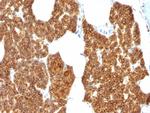 Parathyroid Hormone (PTH) Antibody in Immunohistochemistry (Paraffin) (IHC (P))