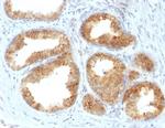 Cycloxygenase-2 (COX-2) Antibody in Immunohistochemistry (Paraffin) (IHC (P))