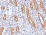 Cycloxygenase-2 (COX-2) Antibody in Immunohistochemistry (Paraffin) (IHC (P))