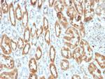 Cycloxygenase-2 (COX-2) Antibody in Immunohistochemistry (Paraffin) (IHC (P))