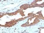 Cycloxygenase-2 (COX-2) Antibody in Immunohistochemistry (Paraffin) (IHC (P))