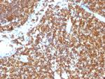 CD45RB Antibody in Immunohistochemistry (Paraffin) (IHC (P))