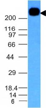 CD45RB Antibody in Western Blot (WB)