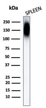 CD45RB Antibody in Western Blot (WB)