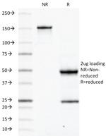 CD45RB (B-Cell Marker) Antibody in SDS-PAGE (SDS-PAGE)