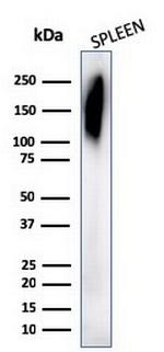 CD45RB (B-Cell Marker) Antibody in Western Blot (WB)